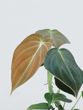 Mini Philodendron Micans - Plantredo